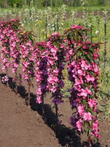 Pommier Carmelita : caractéristiques de la variété et entretien