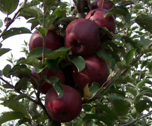 Pommier Terentyevka : caractéristiques de la variété et entretien