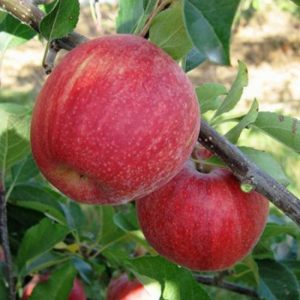 Pommier Braeburn : caractéristiques de la variété et entretien