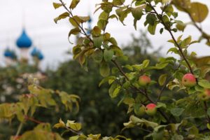 Pommier Daria : caractéristiques de la variété et entretien