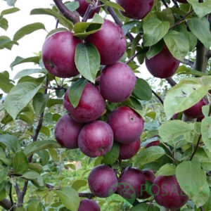 Pommier Black Prince : Variété et conseils d’entretien