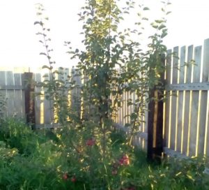 Pommier Firebird : caractéristiques de la variété et entretien