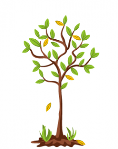 Acide borique en jardinage et en horticulture : règles d’application