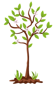 Cancer du pommier noir : photos, symptômes et traitement