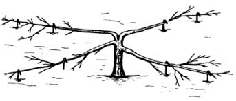 Pommier rampant : plantation, entretien et fertilisation en Sibérie et ailleurs