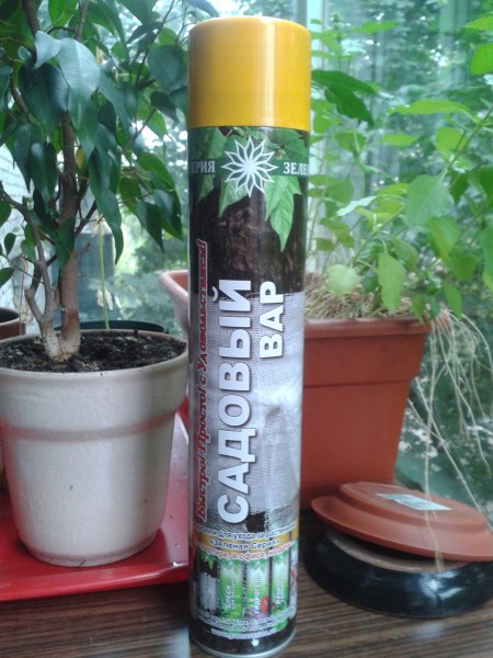 Comment utiliser le bitume pour traiter les arbres lors de la taille