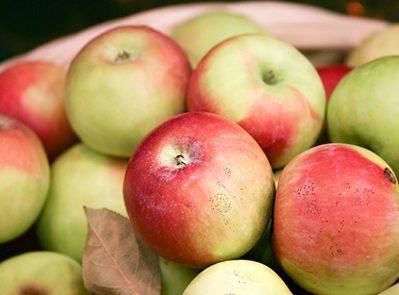 Pommes pourrissant sur l'arbre : causes et traitement
