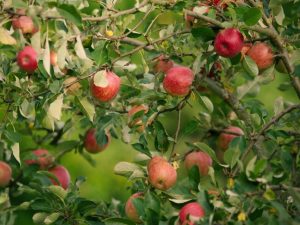 Pommier Malt Bagaevsky : caractéristiques de la variété et entretien