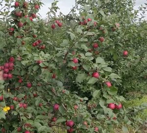 Pommier Smuglyanochka : caractéristiques de la variété et entretien