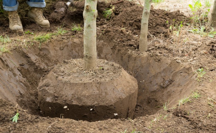 Comment transplanter un pommier adulte à un nouvel emplacement sans l'endommager ?