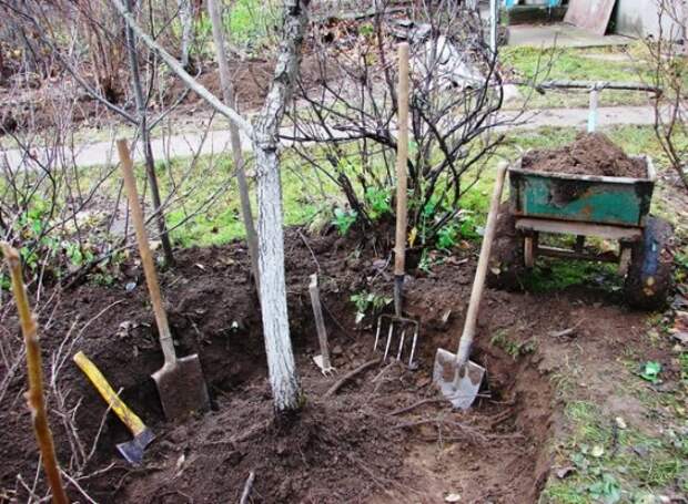 Comment transplanter un pommier adulte à un nouvel emplacement sans l'endommager ?