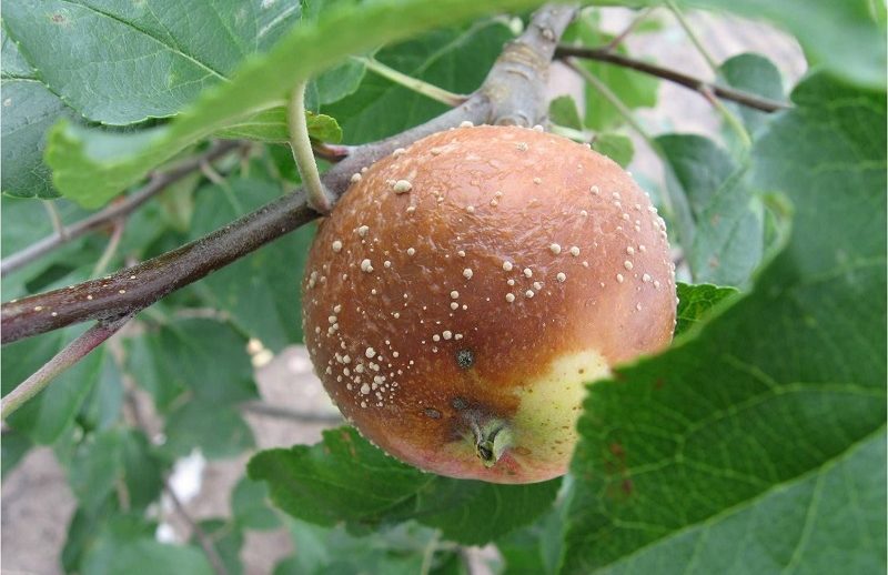 Pommes pourrissant sur l'arbre : causes et traitement