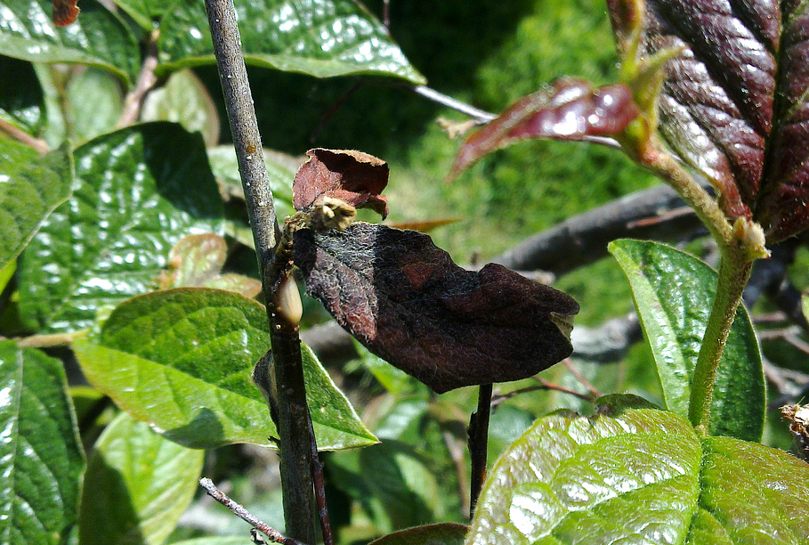 Moniliose du pommier : comment traiter les arbres et comment prévenir la pourriture des fruits