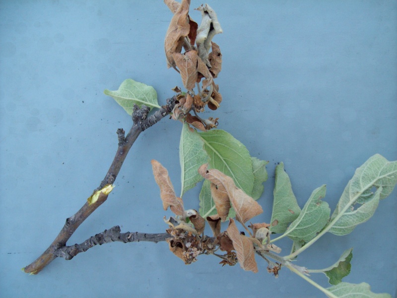 Moniliose du pommier : comment traiter les arbres et comment prévenir la pourriture des fruits