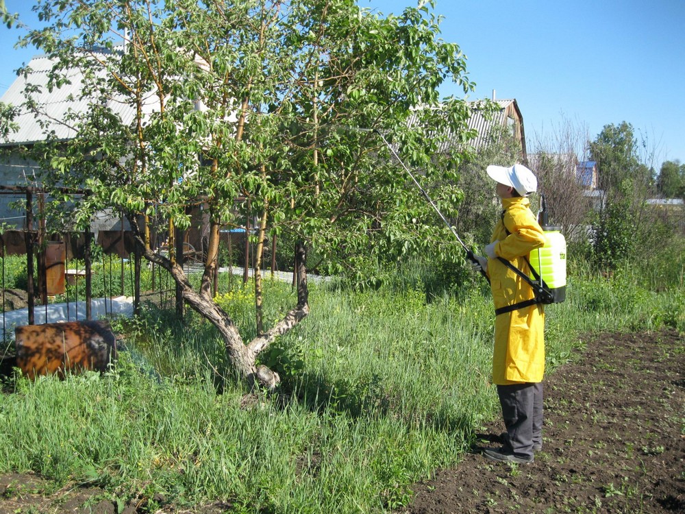 Moniliose du pommier : comment traiter les arbres et comment prévenir la pourriture des fruits