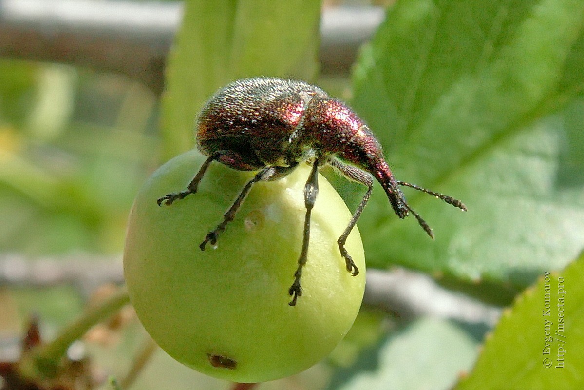 Moniliose du pommier : comment traiter les arbres et comment prévenir la pourriture des fruits