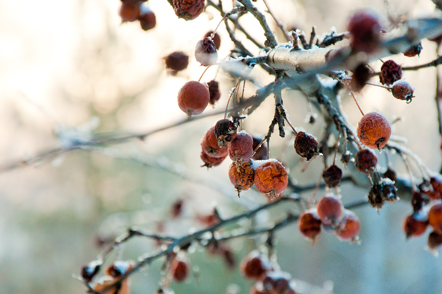 Moniliose du pommier : comment traiter les arbres et comment prévenir la pourriture des fruits