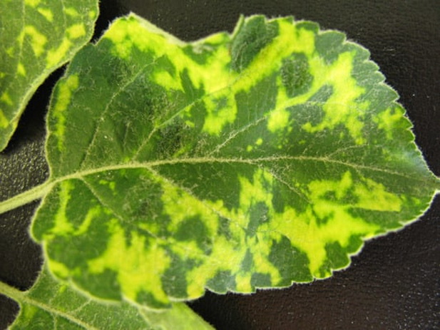 Toutes les maladies des feuilles de pommier : causes, symptômes, conséquences