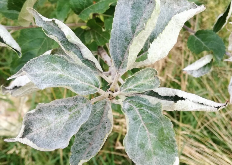 Toutes les maladies des feuilles de pommier : causes, symptômes, conséquences
