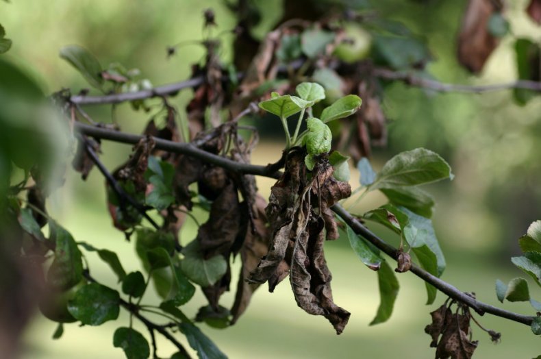 Toutes les maladies des feuilles de pommier : causes, symptômes, conséquences