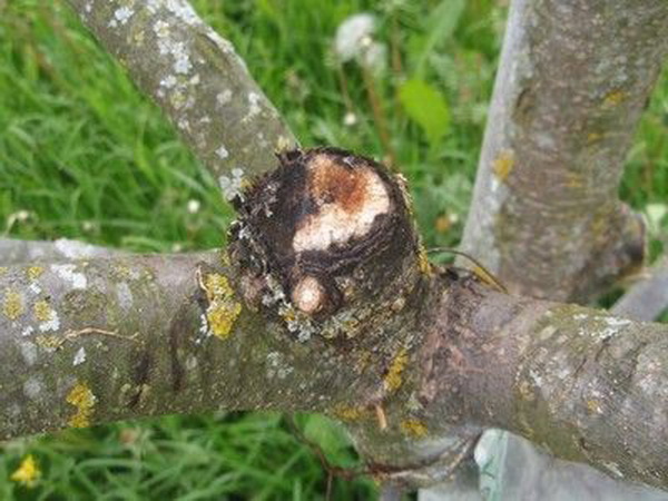 Toutes les maladies des feuilles de pommier : causes, symptômes, conséquences