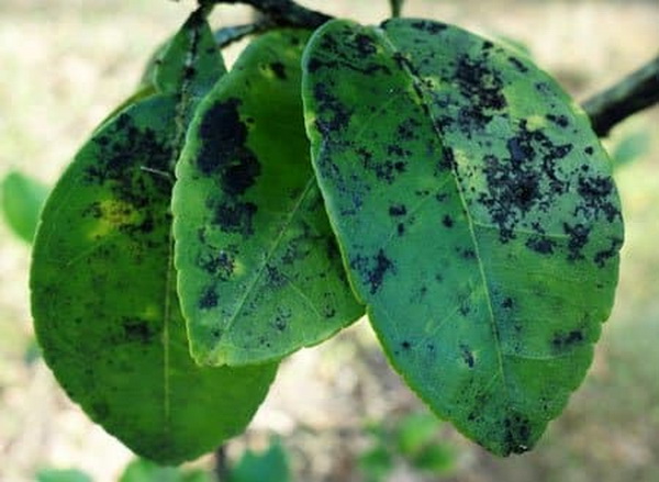 Toutes les maladies des feuilles de pommier : causes, symptômes, conséquences