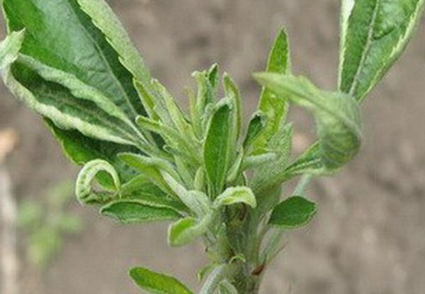 Toutes les maladies des feuilles de pommier : causes, symptômes, conséquences