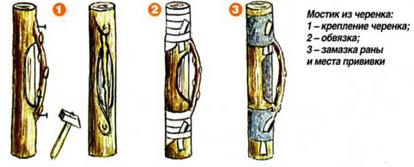 Comment soigner le tronc d'un pommier : identifier les causes et choisir les méthodes de traitement