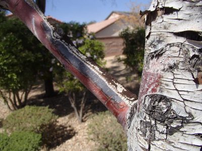 Comment soigner le tronc d'un pommier : identifier les causes et choisir les méthodes de traitement