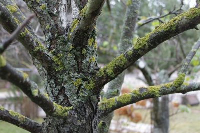 Comment soigner le tronc d'un pommier : identifier les causes et choisir les méthodes de traitement