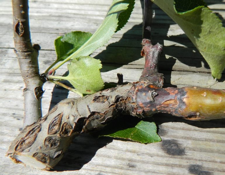 Comment soigner le tronc d'un pommier : identifier les causes et choisir les méthodes de traitement