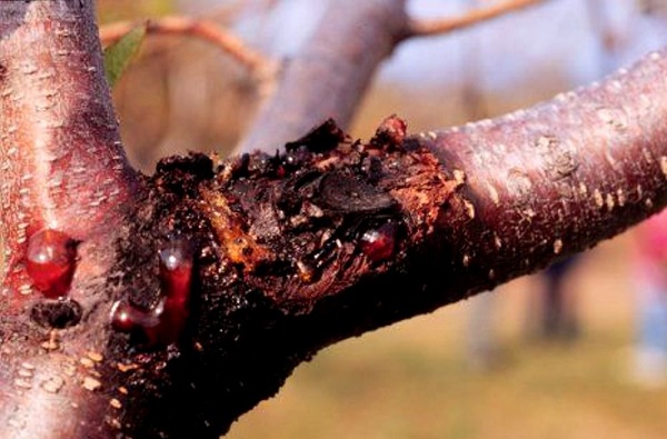 Comment soigner le tronc d'un pommier : identifier les causes et choisir les méthodes de traitement