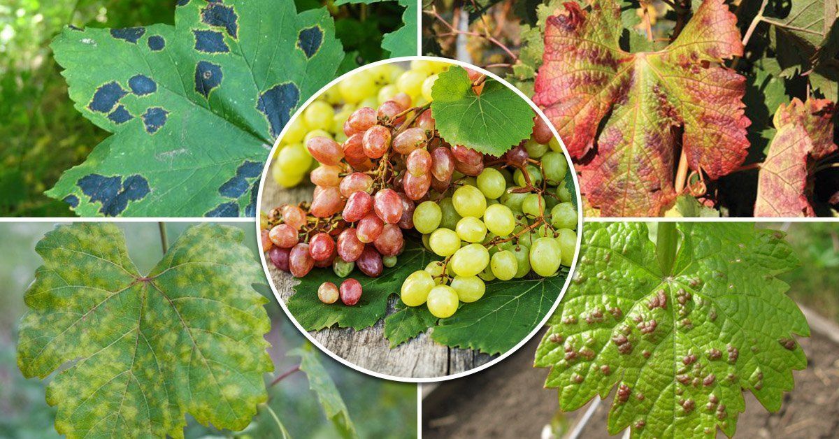 Le mildiou des plantes : comment traiter les arbres et les arbustes contre le mildiou