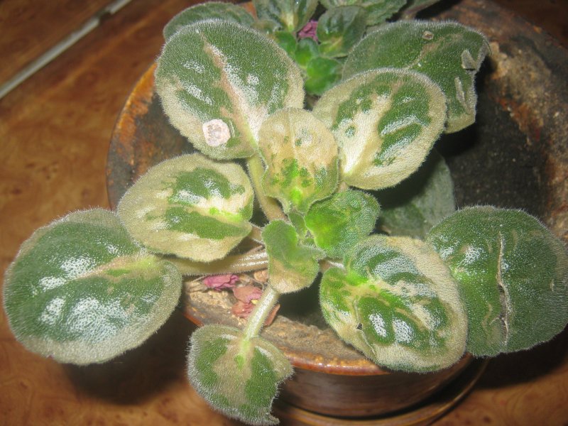 Le mildiou des plantes : comment traiter les arbres et les arbustes contre le mildiou