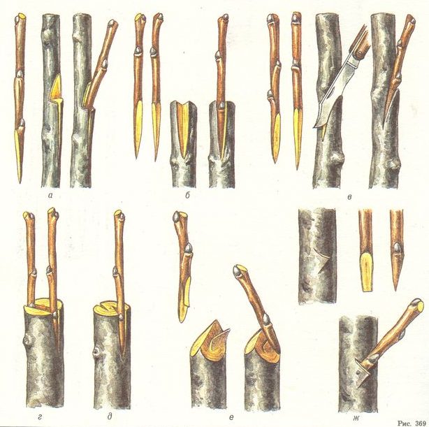 Greffage d'un pommier en automne pour les débutants : période, règles et méthodes