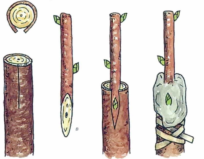 Greffage d'un pommier en automne pour les débutants : période, règles et méthodes