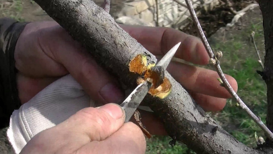 Maladies des gencives chez les arbres fruitiers : mesures de traitement et de prévention