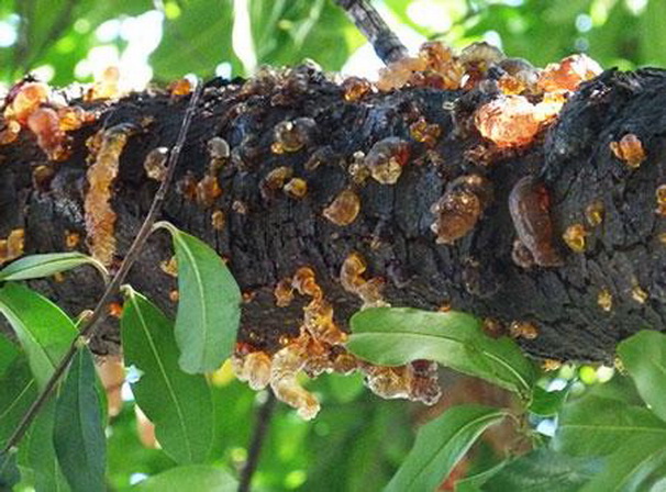 Maladies des gencives chez les arbres fruitiers : mesures de traitement et de prévention