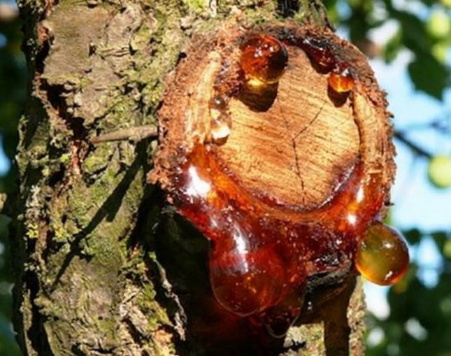 Maladies des gencives chez les arbres fruitiers : mesures de traitement et de prévention