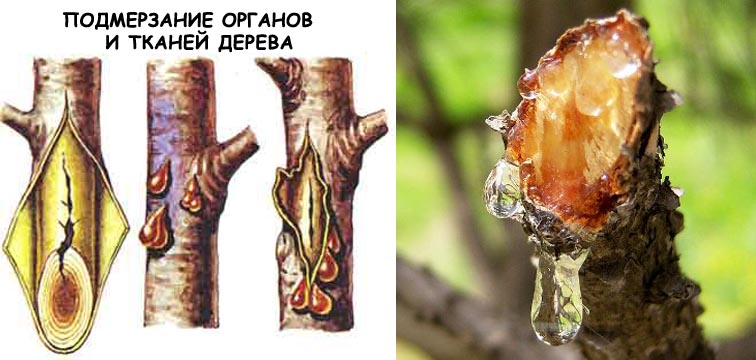 Maladies des gencives chez les arbres fruitiers : mesures de traitement et de prévention