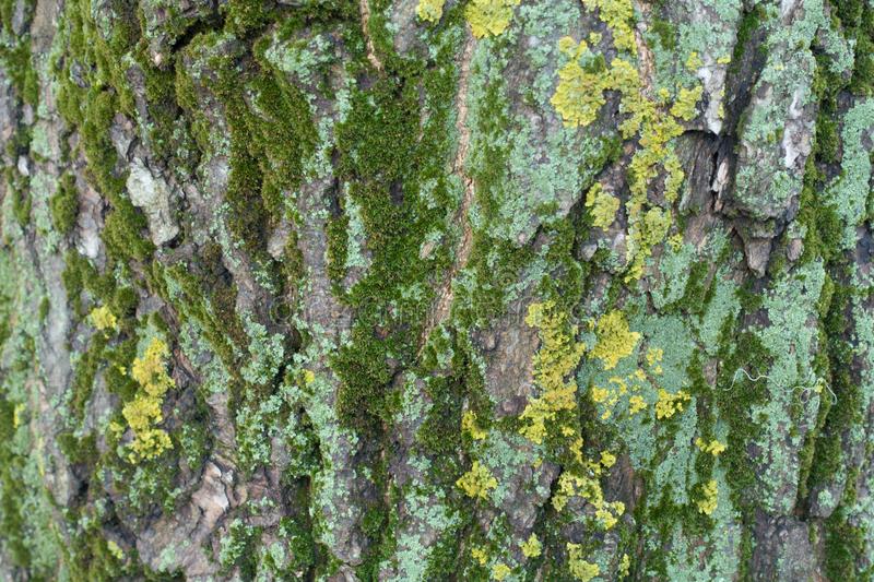 Mousse sur un pommier : comment l’enlever soi-même