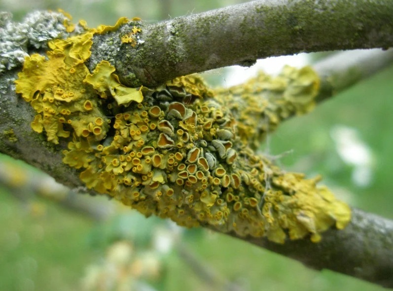 Mousse sur un pommier : comment l’enlever soi-même