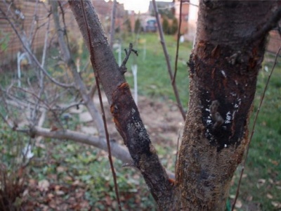 Les branches du pommier se dessèchent : causes et solutions pour sauver l'arbre de la mort