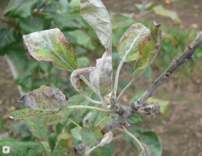 Les branches du pommier se dessèchent : causes et solutions pour sauver l'arbre de la mort
