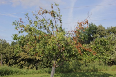 Les branches du pommier se dessèchent : causes et solutions pour sauver l'arbre de la mort