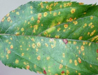 Pommes pourrissant sur l'arbre : causes et traitement