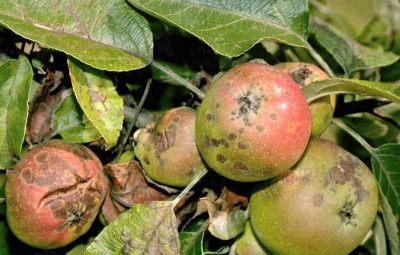 Pommes pourrissant sur l'arbre : causes et traitement