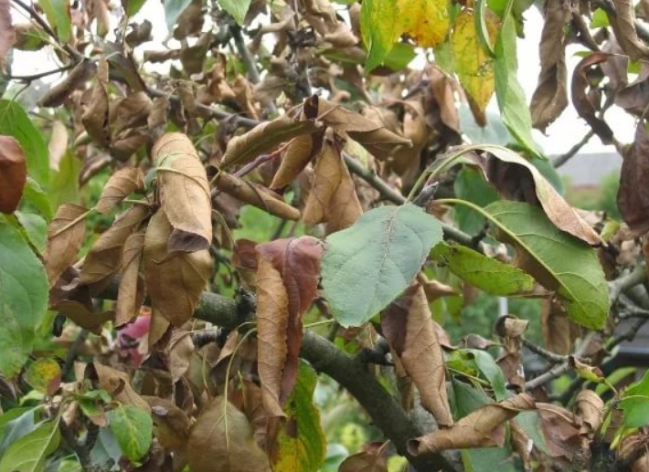 Pourquoi les feuilles de mon pommier se dessèchent-elles et que dois-je faire ?