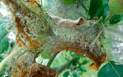 Pourquoi les feuilles de mon pommier se dessèchent-elles et que dois-je faire ?
