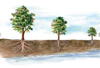 Pourquoi les feuilles de mon pommier se dessèchent-elles et que dois-je faire ?